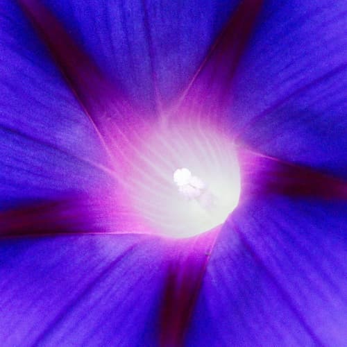 blaue Blüte