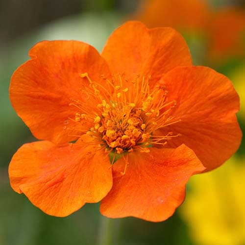 Blüte