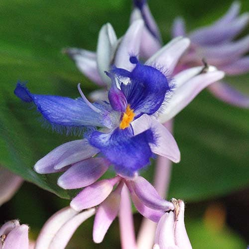 Blüte