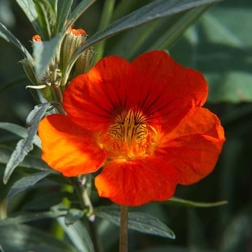 Blüte