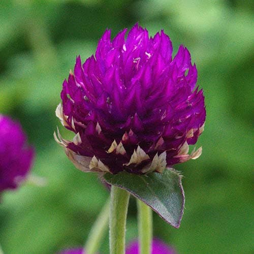 Blüte