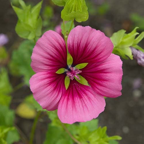 Blüte