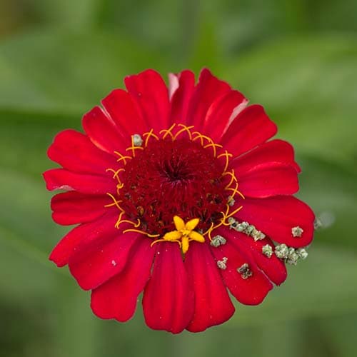 Blüte
