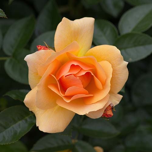 Blüte