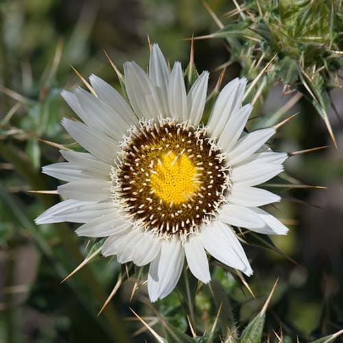 Blüte