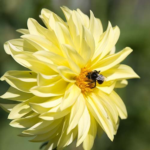 Blüte