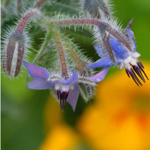 Borretschblüte