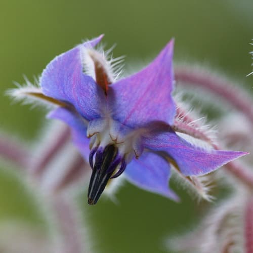 Borretschblüte