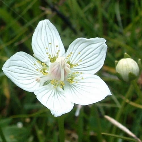 Buschwindroeschen
