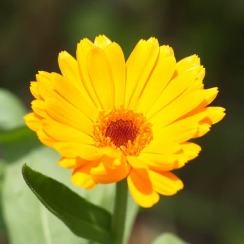 Calendula Blüte