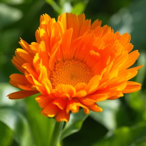 Calendula Blüte