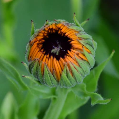 Calendula Knospe