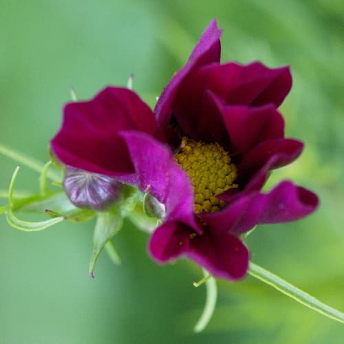 Blüte einer Cosmia
