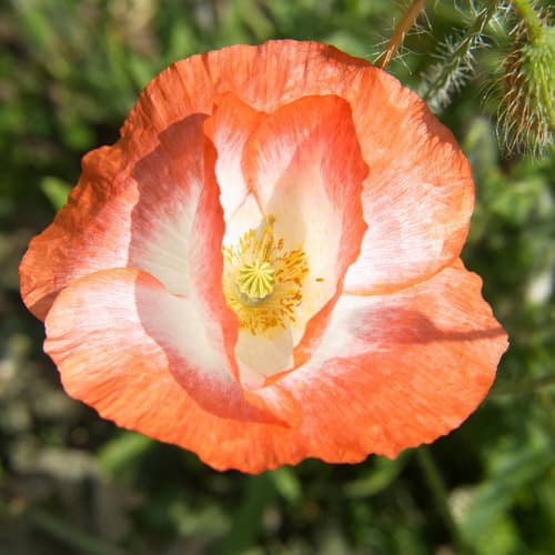 Mohnblumenblüte
