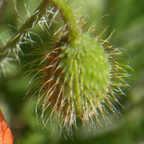 Mohnblumenknospe