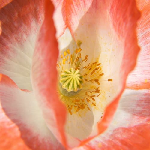 Mohnblumenblüte