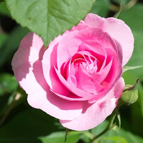 Rosenblüte
