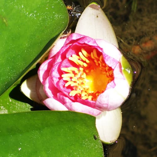 Seerosenblüte