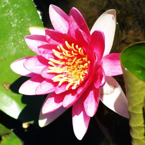 Seerosenblüte