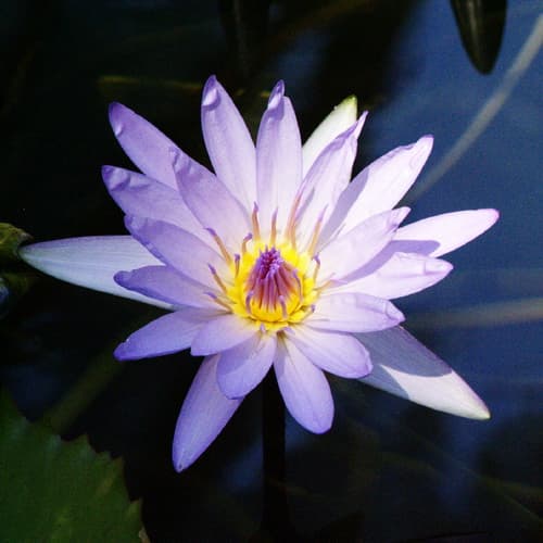 Seerosenblüte