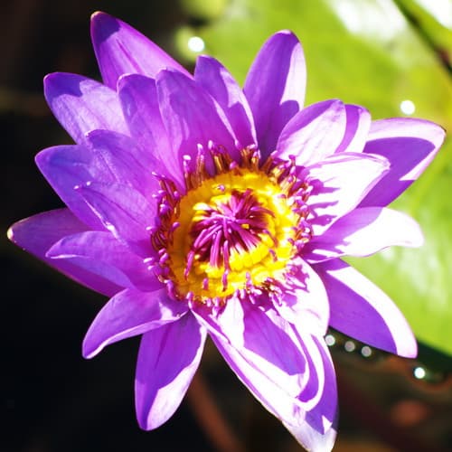 Seerosenblüte