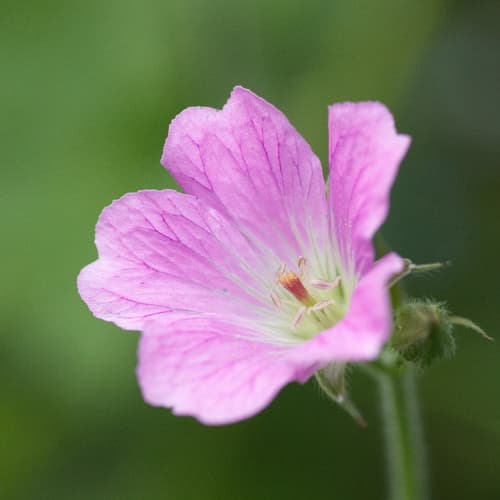 Storchenschnabelblüte